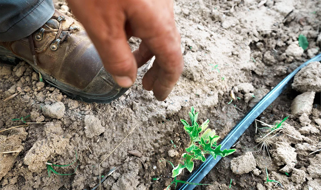 Reportatges gràfics foto i video empreses agrària catalunya
